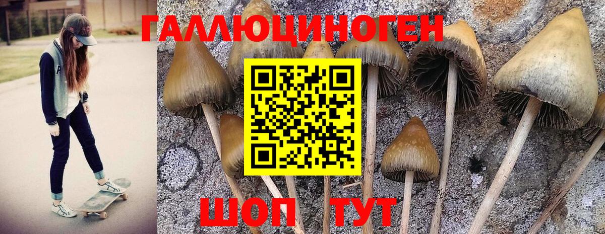 даркнет сайт  Галлюциногенные грибы Psilocybine cubensis  Вход с VPN  Псилоцибиновые грибы мухоморы  Тында 